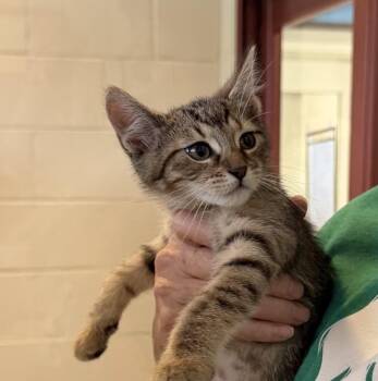 Ivy -  Domestic Short Hair Cat for Adoption in Slidell, Louisiana - Ivy | PetCurious