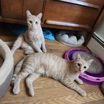 Bonita & Humita -  American Shorthair Cat for Adoption in New York, New York - Bonita & Humita | PetCurious