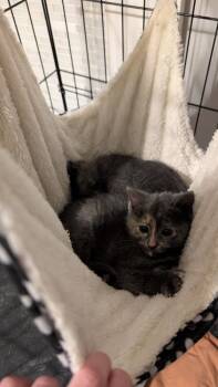 Domestic Short Hair Cats Available for Adoption in Plymouth, Michigan - Gray Mom Baby 1- Baby Girl | PetCurious
