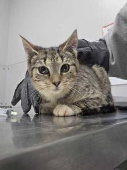 Domestic Short Hair Cats Available for Adoption - Rancher | PetCurious