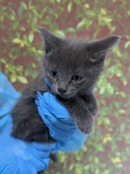 Domestic Short Hair Cats Available for Adoption in San Antonio, Texas - Glitch | PetCurious