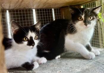 Salty -  Domestic Short Hair Cat for Adoption in Franklin, West Virginia - Salty | PetCurious