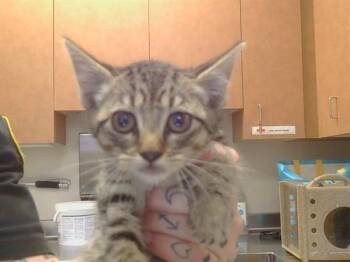 KIMI -  Domestic Short Hair Cat for Adoption in Sacramento, California - KIMI | PetCurious
