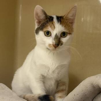 Rubiks -  Domestic Short Hair Cat for Adoption in Cooperstown, New York - Rubiks | PetCurious