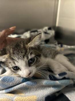 Rescue Domestic Medium Hair Cats for Adoption in Stockton, California - A366998 | PetCurious