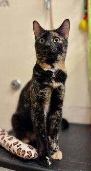Tortoiseshell Cats Available for Adoption - Xena | PetCurious