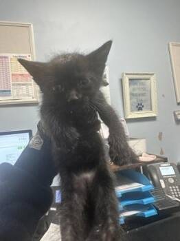 Harris -red -  Domestic Short Hair Cat for Adoption in Chamblee, Georgia - Harris -red | PetCurious