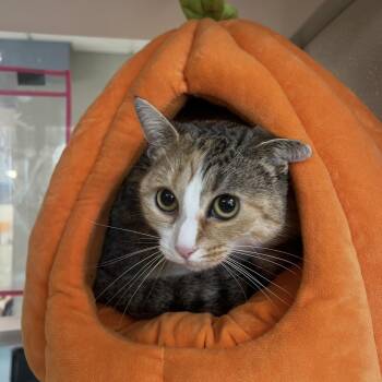 Angel -  Domestic Short Hair Cat for Adoption in Amsterdam, New York - Angel | PetCurious