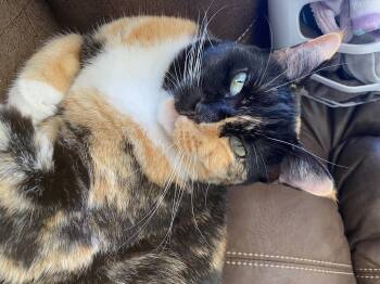 Rescue Calico and Domestic Short Hair Cats for Adoption in Frisco, Texas - Lola **COURTESY LISTING**CONTACT OWNER DIRECTLY** | PetCurious