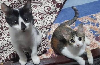 Bonded Pair kitten Tobi & Rose -  Domestic Short Hair and Calico Cat for Adoption in Brampton, Ontario - Bonded Pair Kitten Tobi & Rose | PetCurious