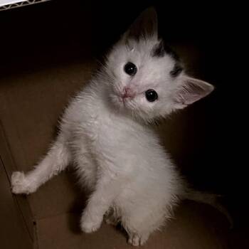 Suspiciously white -  Domestic Short Hair Cat for Adoption in Fredericksburg, Virginia - Suspiciously White | PetCurious