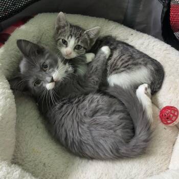 Agnes 1854RJ18 -  Domestic Medium Hair Cat for Adoption in Columbia, Missouri - Agnes 1854RJ18 | PetCurious