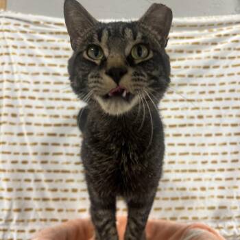 Jacob -  Domestic Short Hair Cat for Adoption in Puslinch, Ontario - Jacob | PetCurious