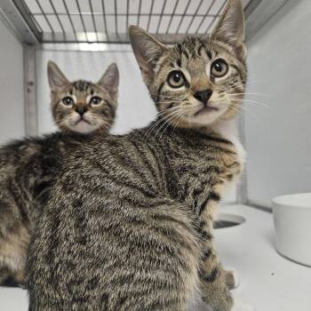 Carbonara -  Domestic Short Hair Cat for Adoption in Binghamton, New York - Carbonara | PetCurious
