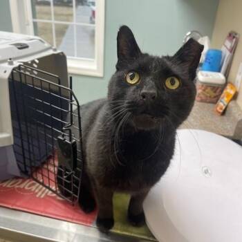 Rescue Domestic Short Hair Cats for Adoption in Bellmawr, New Jersey - Aubbie | PetCurious