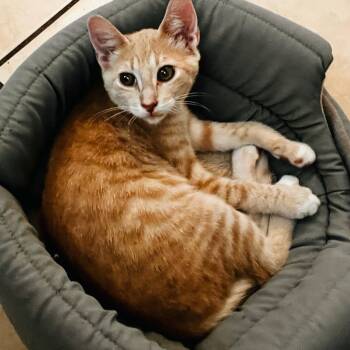 Rescue Domestic Short Hair Cats for Adoption in Port Richey, Florida - Sarah | PetCurious