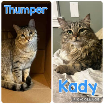 Rescue Domestic Short Hair Cats for Adoption in Elmsford, New York - Kady & Thumper ** Courtesy Post | PetCurious