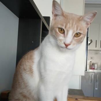 Rescue Domestic Short Hair Cats for Adoption in Silver Spring, Maryland - Ameera | PetCurious