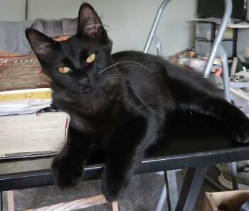 Misha -  Domestic Medium Hair Cat for Adoption in Clawson, Michigan - Misha | PetCurious