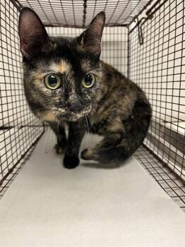 Domestic Short Hair Cats Available for Adoption in Doral, Florida - CALLIE | PetCurious