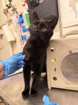 Bucky -  Domestic Short Hair Cat for Adoption in Fruit Heights, Utah - Bucky | PetCurious