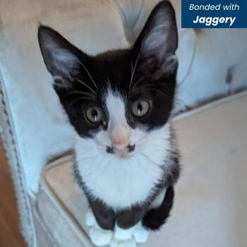 Mirchi -  Domestic Short Hair Cat for Adoption in Baltimore, Maryland - Mirchi | PetCurious