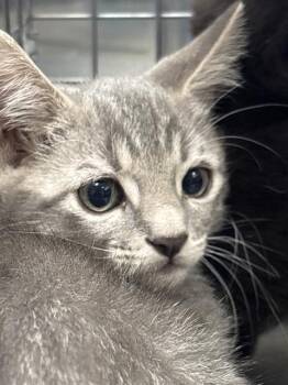 PEPPERMINT PATTY -  Domestic Short Hair Cat for Adoption in Las Vegas, Nevada - PEPPERMINT PATTY | PetCurious