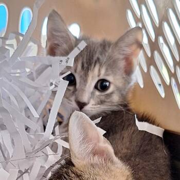 Teacup -  Domestic Medium Hair Cat for Adoption in Montgomery, Alabama - Teacup | PetCurious