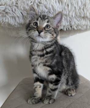 Rescue Tabby Cats for Adoption in Pierre, South Dakota - Kaden | PetCurious