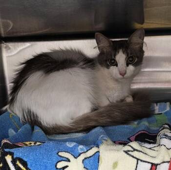 LOFT -  Domestic Medium Hair Cat for Adoption - LOFT | PetCurious