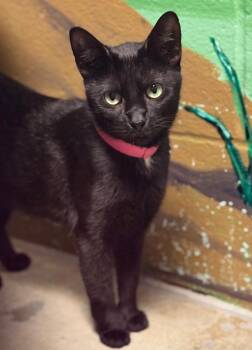Domestic Short Hair Cats Available for Adoption in Defiance, Ohio - Dahlia | PetCurious