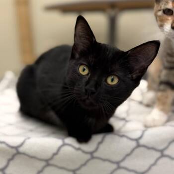 Juna -  Domestic Short Hair Cat for Adoption in Enfield, New Hampshire - Juna | PetCurious
