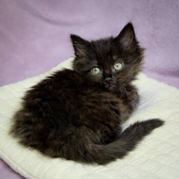 Domestic Medium Hair Cats Available for Adoption in Versailles, Kentucky - Appt. Pending - Inky | PetCurious