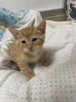 Caramel -  Tabby Cat for Adoption in Parlier, California - Caramel | PetCurious