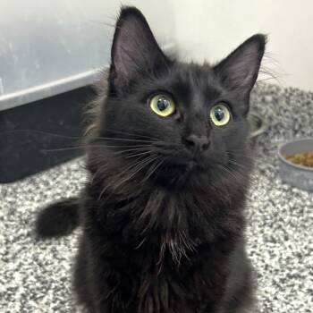 Domestic Medium Hair Cats Available for Adoption in St. Louis, Missouri - Mist | PetCurious