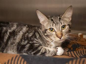ASAP -  Domestic Short Hair Cat for Adoption in Phoenix, Arizona - ASAP | PetCurious