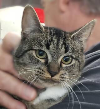Domestic Short Hair Cats Available for Adoption - Suzie | PetCurious