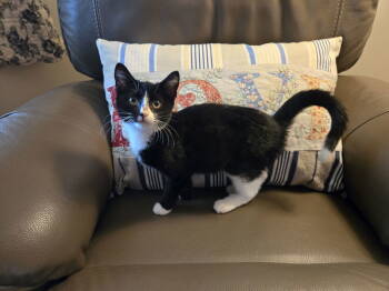 Rescue Domestic Short Hair Cats for Adoption in Littlestown, Pennsylvania - Sabrina (foster Kitten) | PetCurious
