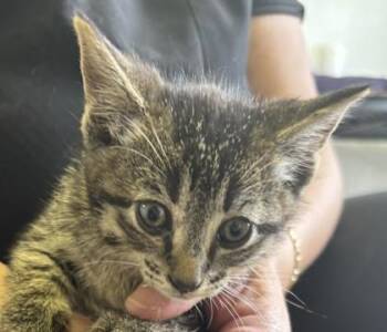 Mela -  Domestic Short Hair Cat for Adoption in West Memphis, Arkansas - Mela | PetCurious