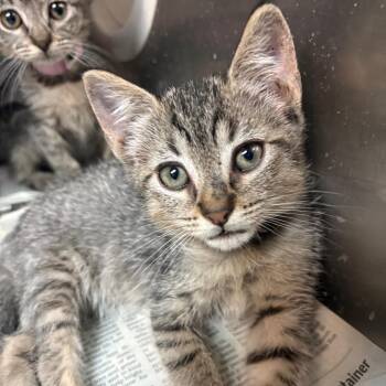 Maria Antonieta M2 -  Domestic Short Hair Cat for Adoption in Edinburg, Texas - Maria Antonieta M2 | PetCurious