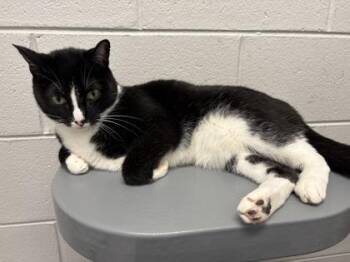 Chong -  Domestic Short Hair Cat for Adoption in West Chester, Pennsylvania - Chong | PetCurious