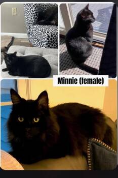 Domestic Short Hair Cats Available for Adoption in Peru, New York - Minnie **Courtesy Listing** | PetCurious