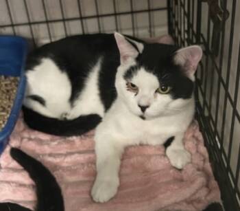 Rescue Domestic Short Hair Cats for Adoption in Anderson, Indiana - Button | PetCurious