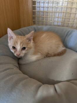 Moe ( th) -  Domestic Short Hair Cat for Adoption in White Bluff, Tennessee - Moe ( Th) | PetCurious