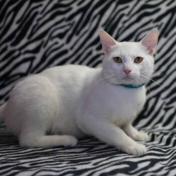 Soup -  Domestic Short Hair Cat for Adoption in Wheaton, Illinois - Soup | PetCurious