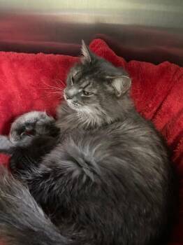 Domestic Long Hair Cats Available for Adoption in Pierceton, Indiana - Anastasia | PetCurious