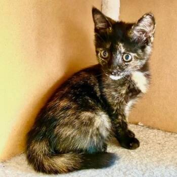 Cynthia -  Domestic Short Hair Cat Available for Adoption in Jupiter, Florida - Cynthia | PetCurious