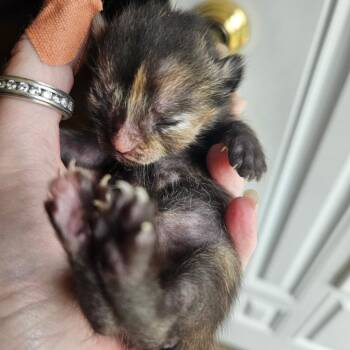 Sparkles -  Domestic Short Hair Cat for Adoption in Waldorf, Maryland - Sparkles | PetCurious