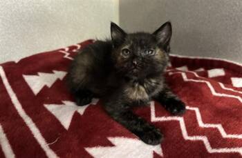 Domestic Short Hair Cats Available for Adoption in Dallas, Texas - ISABELLA | PetCurious