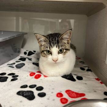 Rescue Domestic Medium Hair Cats for Adoption in Buffalo, Minnesota - Addison *Meet Me At Plymouth Petsmat* | PetCurious